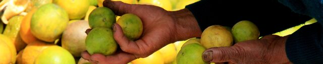 Escolher o tema do site